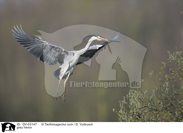 Graureiher / grey heron / DV-03147