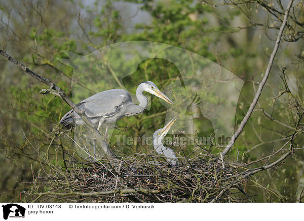 grey heron / DV-03148