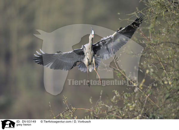 Graureiher / grey heron / DV-03149