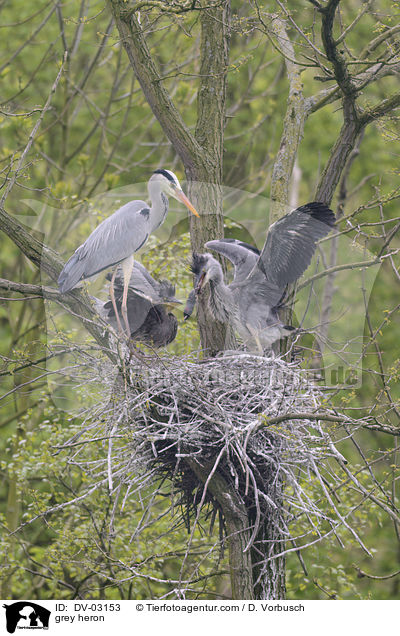 grey heron / DV-03153