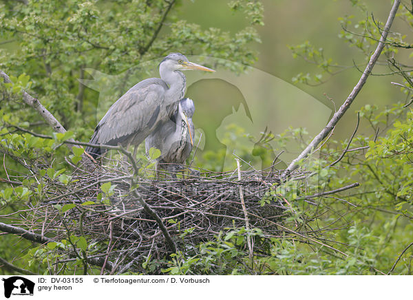 grey heron / DV-03155