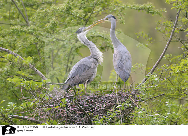 grey heron / DV-03156