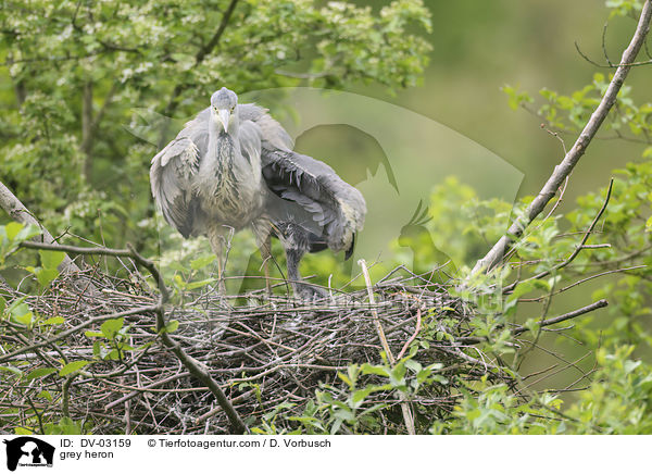 grey heron / DV-03159