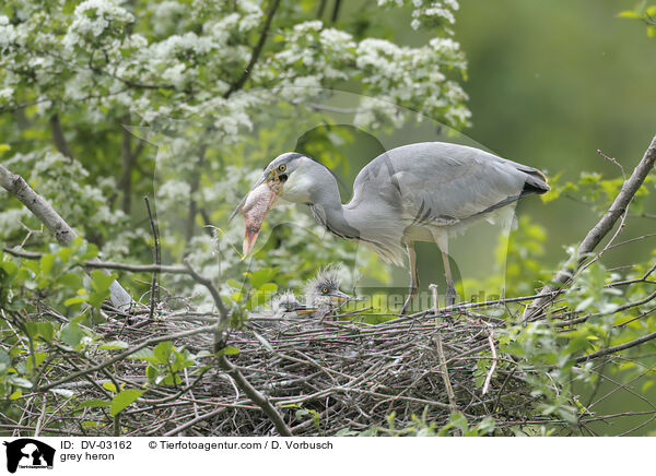 Graureiher / grey heron / DV-03162
