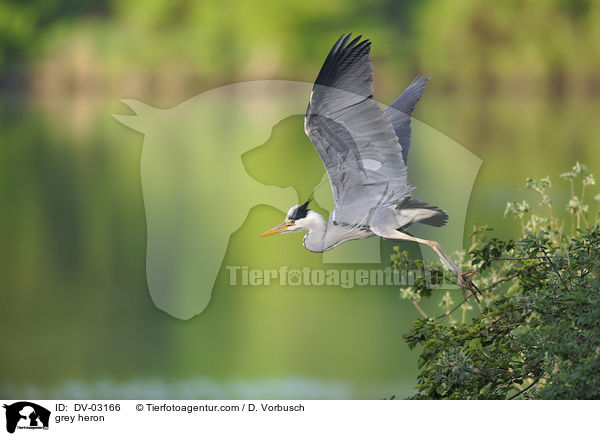 grey heron / DV-03166