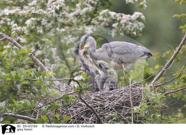 grey heron / DV-03169