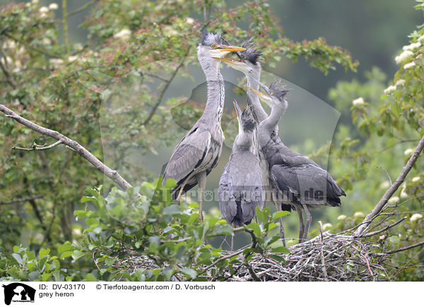 grey heron / DV-03170