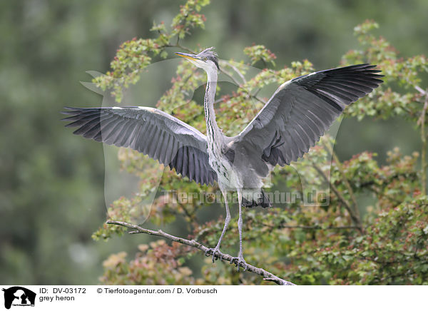 Graureiher / grey heron / DV-03172