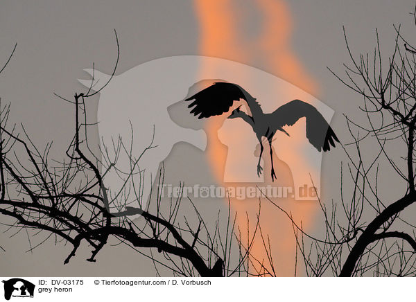 Graureiher / grey heron / DV-03175