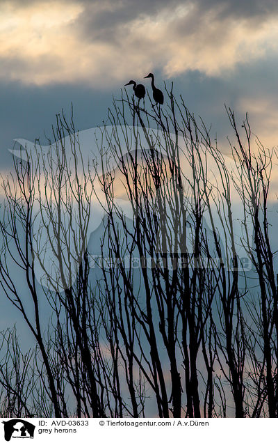 grey herons / AVD-03633