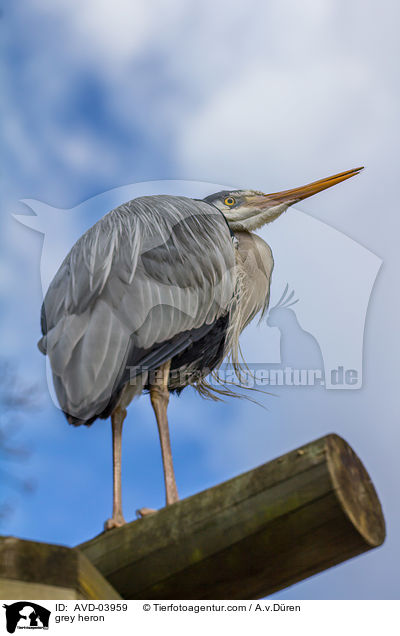 Graureiher / grey heron / AVD-03959