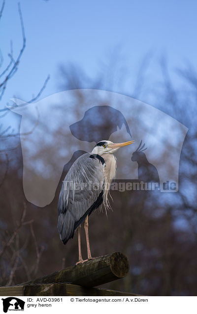 grey heron / AVD-03961
