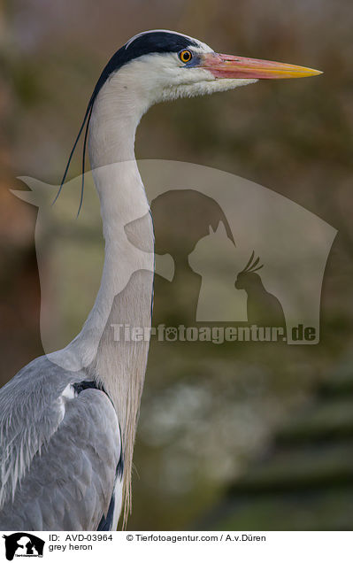 grey heron / AVD-03964