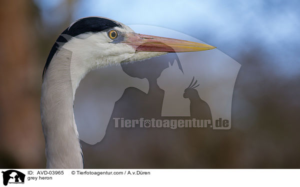 grey heron / AVD-03965