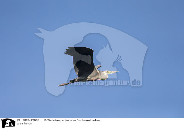 Graureiher / grey heron / MBS-12903