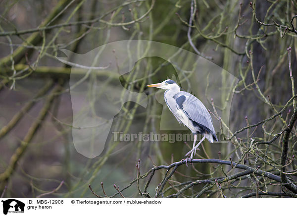 Graureiher / grey heron / MBS-12906