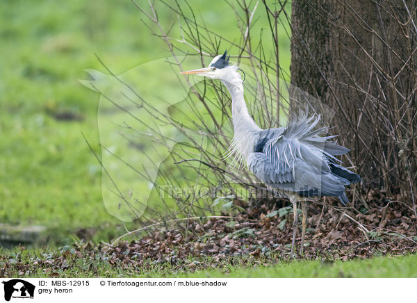 grey heron / MBS-12915
