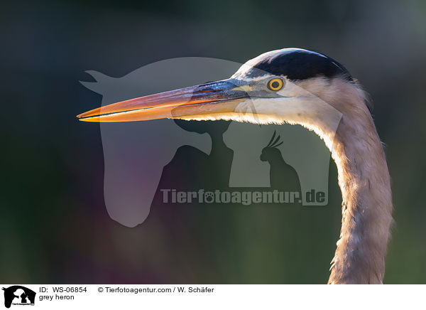 grey heron / WS-06854