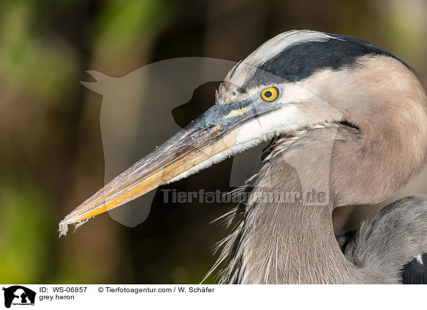 grey heron / WS-06857