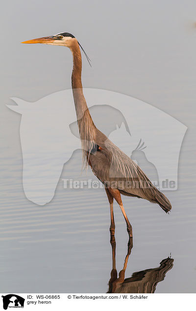 grey heron / WS-06865