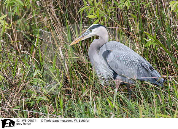 grey heron / WS-06871