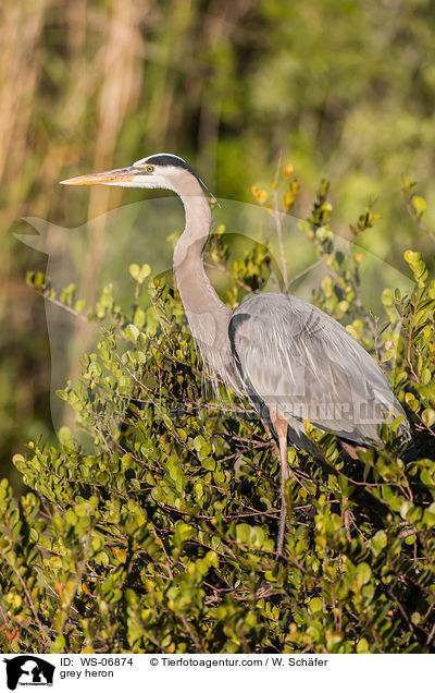 Graureiher / grey heron / WS-06874