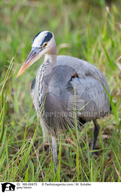 grey heron / WS-06875