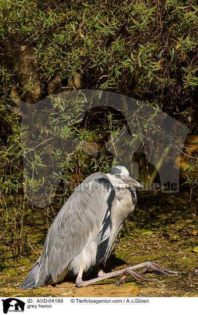 Graureiher / grey heron / AVD-04189