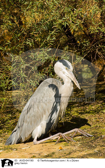 grey heron / AVD-04190