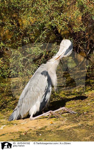 Graureiher / grey heron / AVD-04192
