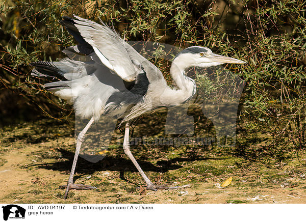 grey heron / AVD-04197