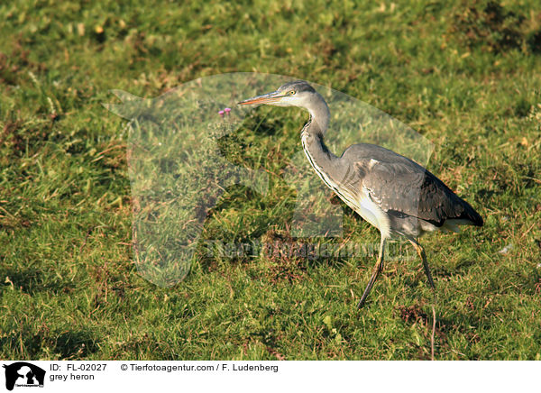 grey heron / FL-02027