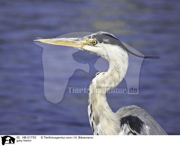 grey heron / HB-01750
