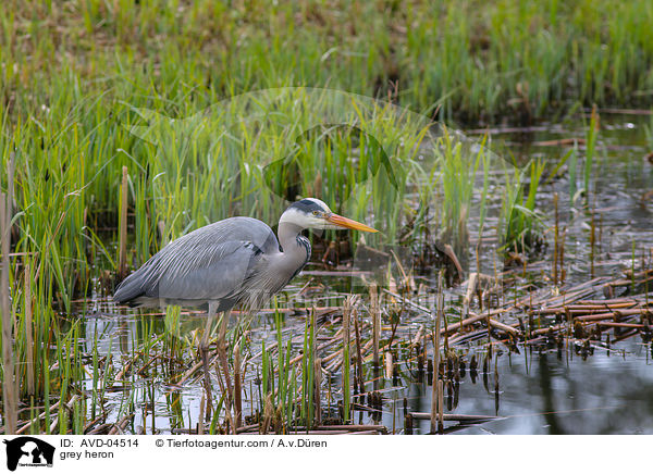 grey heron / AVD-04514