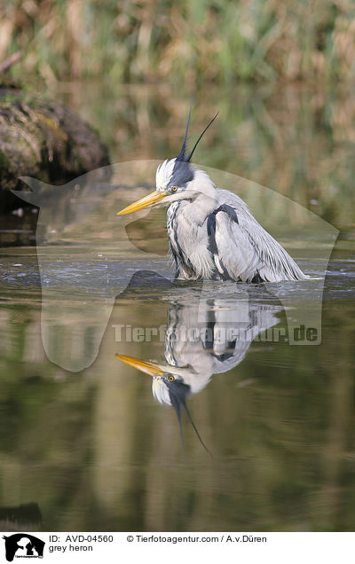 grey heron / AVD-04560