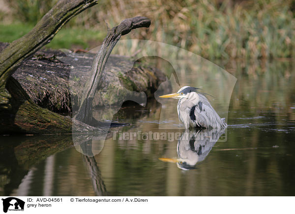 Graureiher / grey heron / AVD-04561