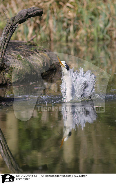 grey heron / AVD-04562