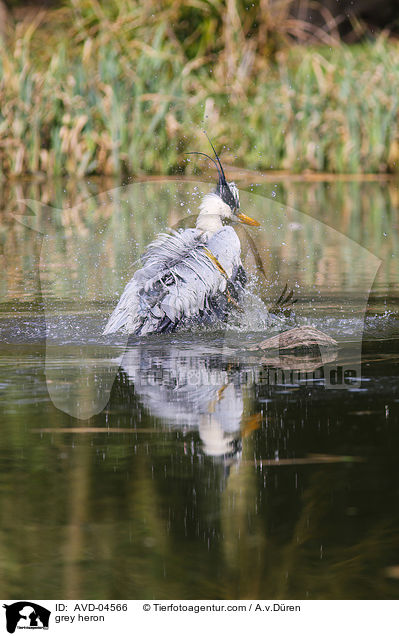 Graureiher / grey heron / AVD-04566