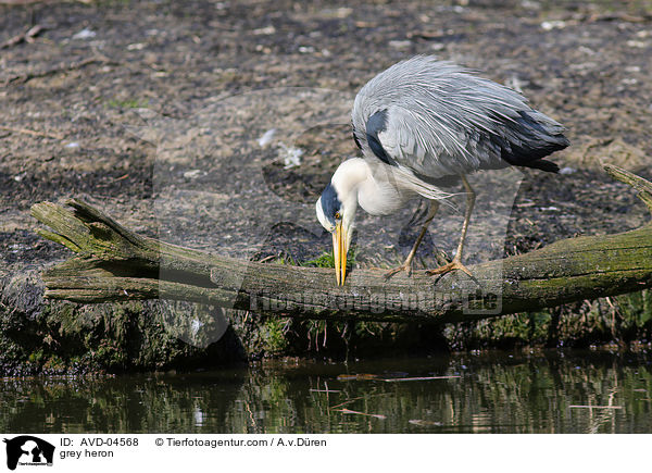 Graureiher / grey heron / AVD-04568