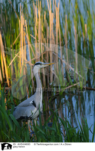 Graureiher / grey heron / AVD-04693