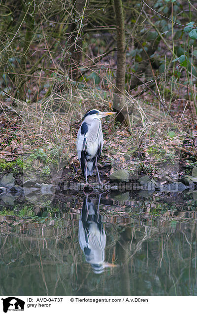 Graureiher / grey heron / AVD-04737
