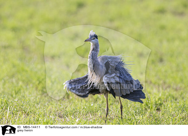 Graureiher / grey heron / MBS-14411