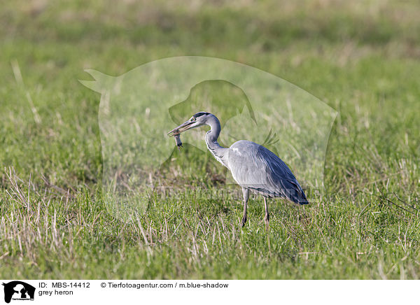 grey heron / MBS-14412