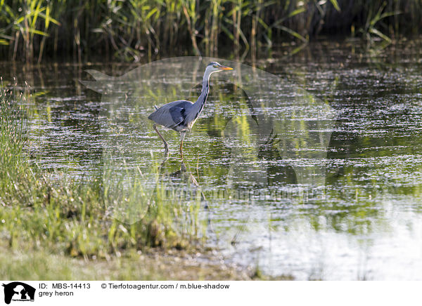 Graureiher / grey heron / MBS-14413