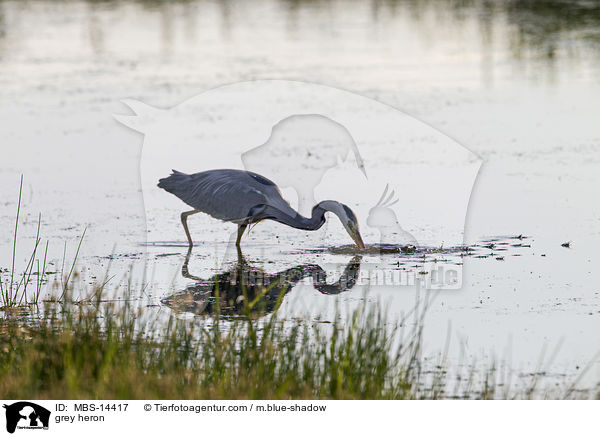 Graureiher / grey heron / MBS-14417