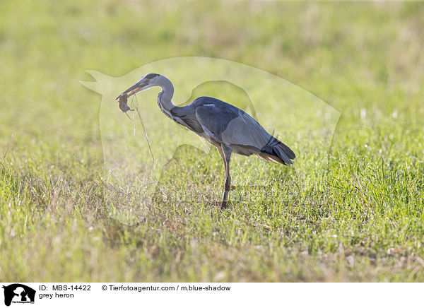 Graureiher / grey heron / MBS-14422