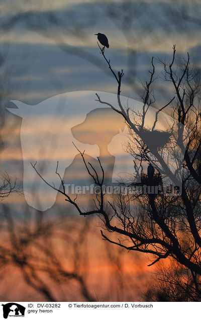 Graureiher / grey heron / DV-03282