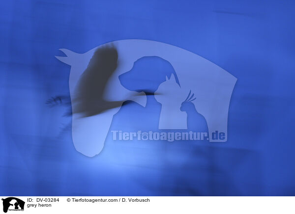 Graureiher / grey heron / DV-03284