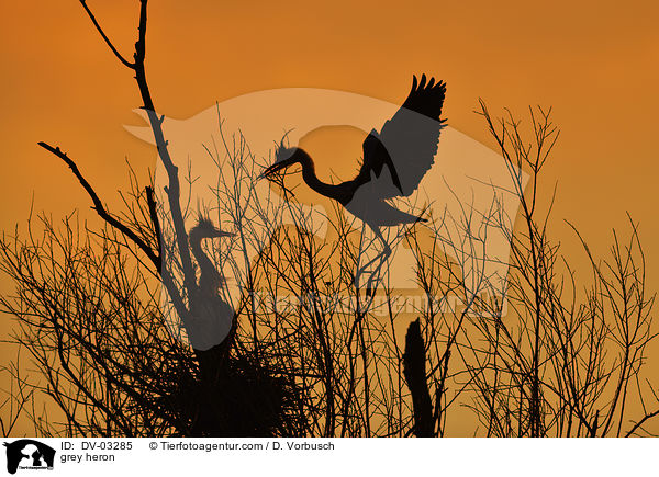 Graureiher / grey heron / DV-03285
