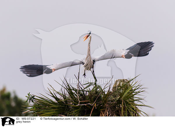 Graureiher / grey heron / WS-07221